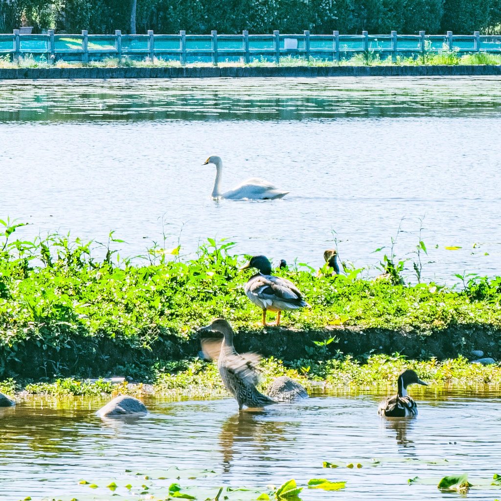 瓢湖