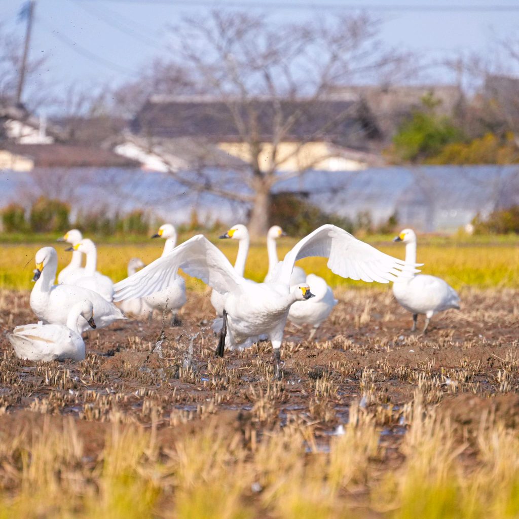 佐潟白鳥2